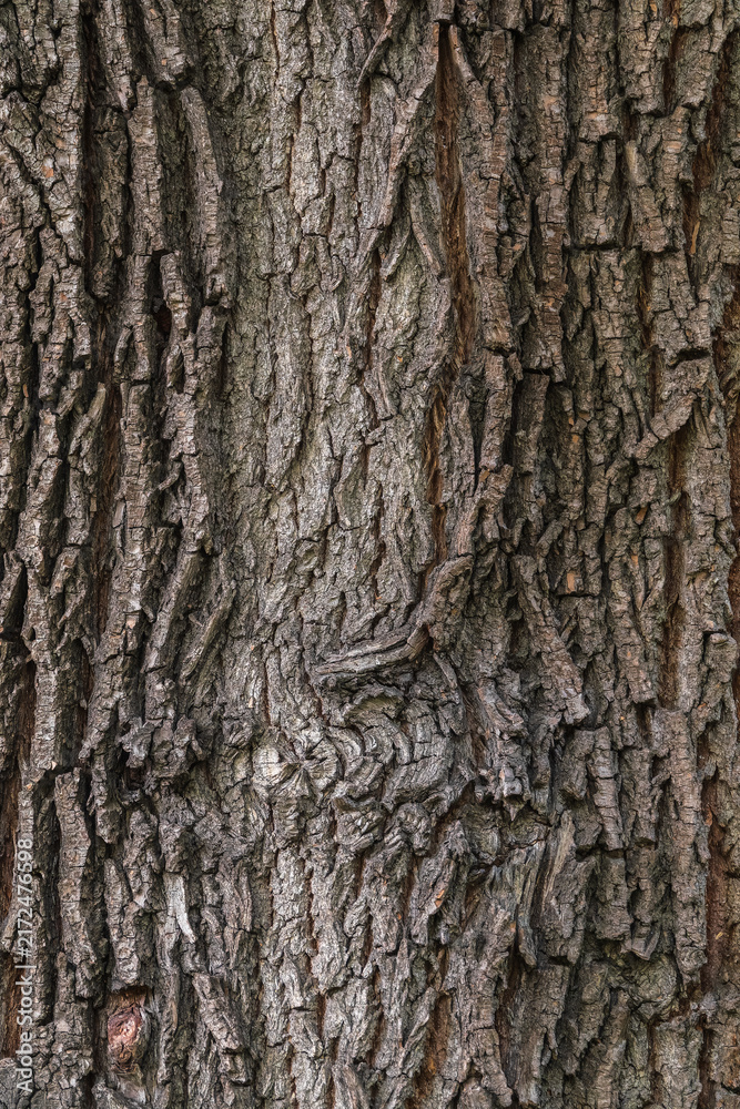 Naklejka premium Bark texture and background of a old tree trunk. Detailed bark texture.