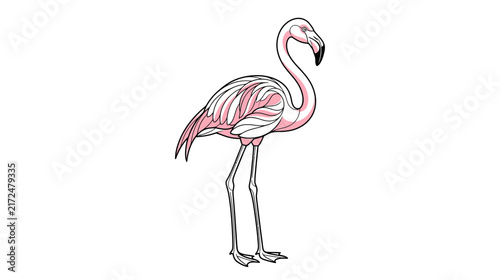 Pink Flamingo Bird Standing Isolated