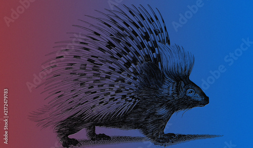 Vintage Porcupine Illustration on Red and Blue Gradient Background