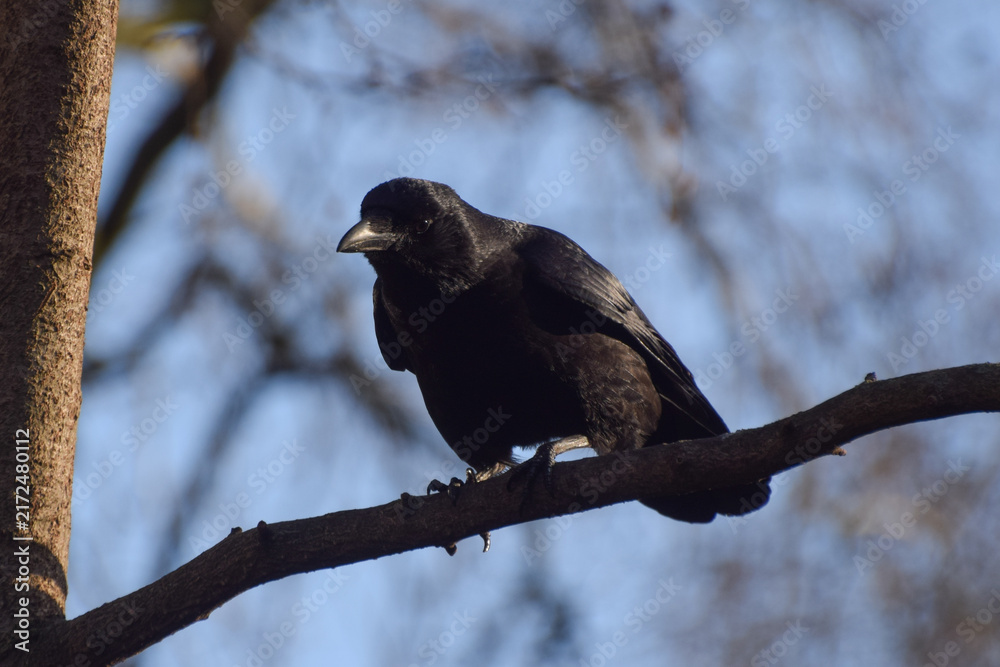 Naklejka premium A black crow stands on a tree branch