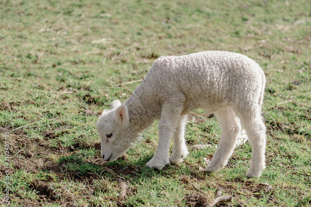 Fototapeta premium A fluffy white lamb grazes peacefully in a sunlit green pasture on a spring day