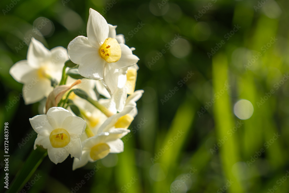 Obraz premium Delicate white daffodils bloom with yellow centers in soft sunlight