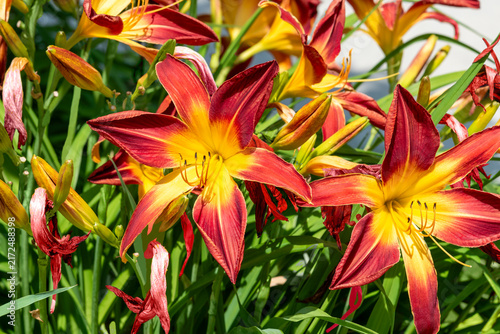 Bild auf Leinwand Ruby Spider Daylilies Growing In The Garden In Summer In Wisconsin