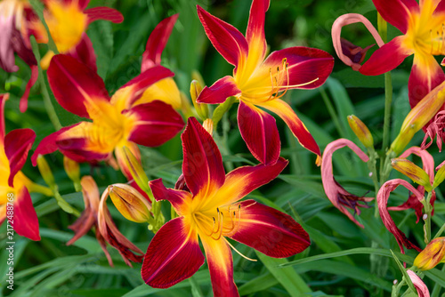 Bild auf Leinwand Ruby Spider Daylilies Growing In The Garden In Summer In Wisconsin