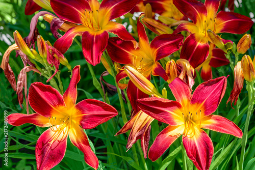 Foto Ruby Spider Daylilies Growing In The Garden In Summer In Wisconsin