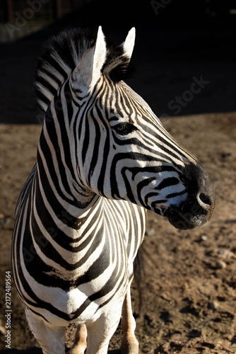 Canvas Print zebra close up