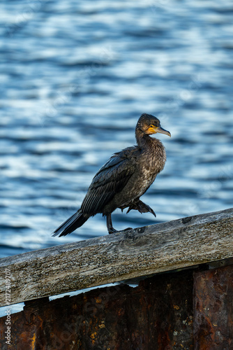 фотографія Cormorant walking along a weathered pier beside blue water