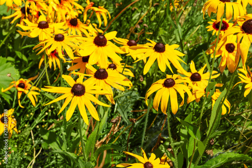 Foto Bright Yellow And Red Rudbeckia Black-Eyed Susan Flowers Growing In The Garden I