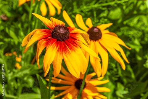 Foto Bright Yellow And Red Rudbeckia Black-Eyed Susan Flowers Growing In The Garden I