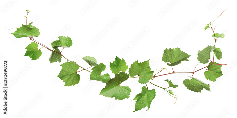 Fototapeta premium Grapevine with green leaves on transparent background