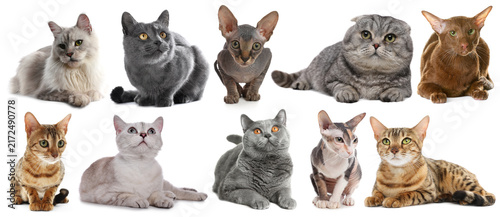 Foto Cute cats of various breeds on white background, collection