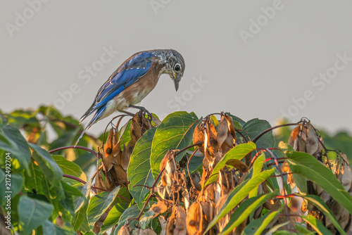 Cuadro en lienzo Eastern bluebird molting perches on top of a tree.