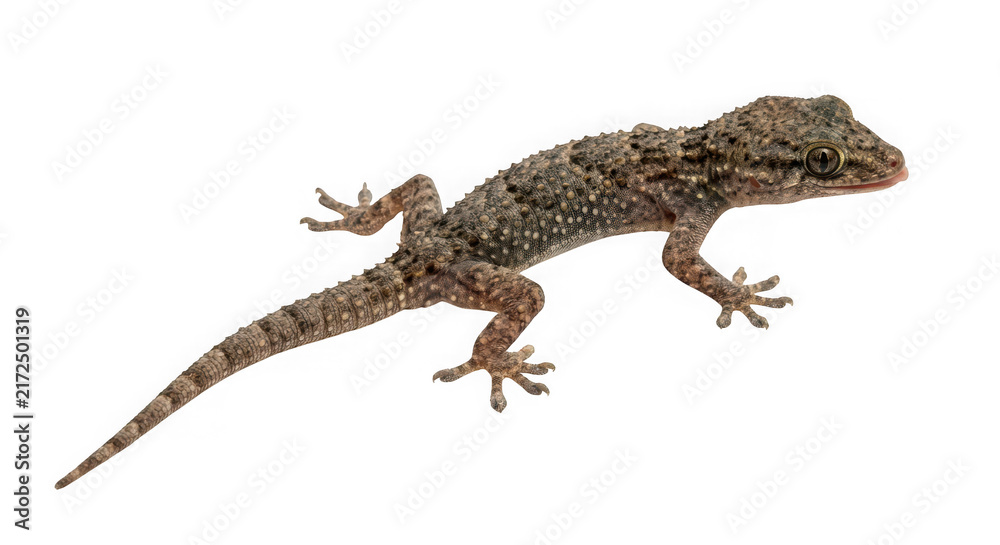 Fototapeta premium Common wall gecko isolated on transparent background