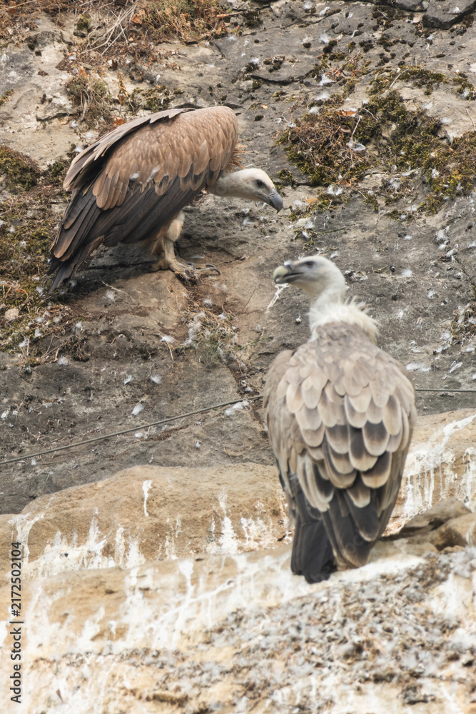 Quadro su tela eagles