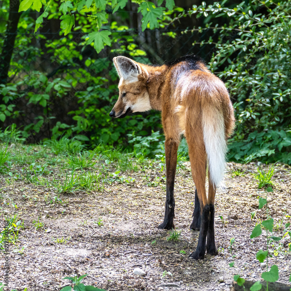 Naklejka premium The Maned Wolf, Chrysocyon brachyurus is the largest canid of South America