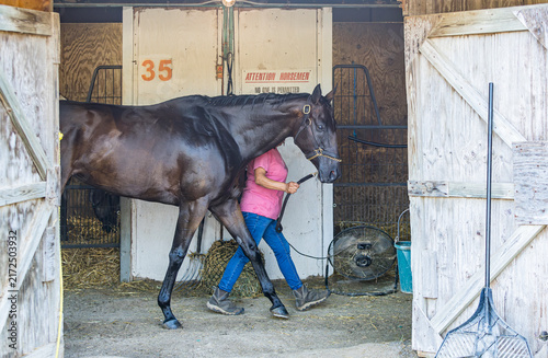 A Thoroughbred racehorse being walked in a barn.
