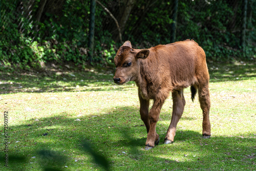 Fotografie Young baby Heck cattle, Bos primigenius taurus or aurochs in a German park