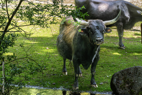 Bild auf Leinwand Heck cattle, Bos primigenius taurus or aurochs in a German park