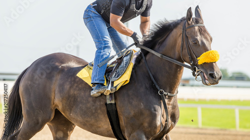 Obraz na płótnie A bay Thoroughbred horse training on a track.