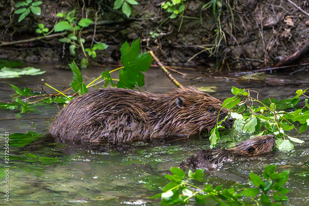 Obraz premium Family of Eurasian beaver, Castor fiber at a river in Munich, Bavaria in Germany