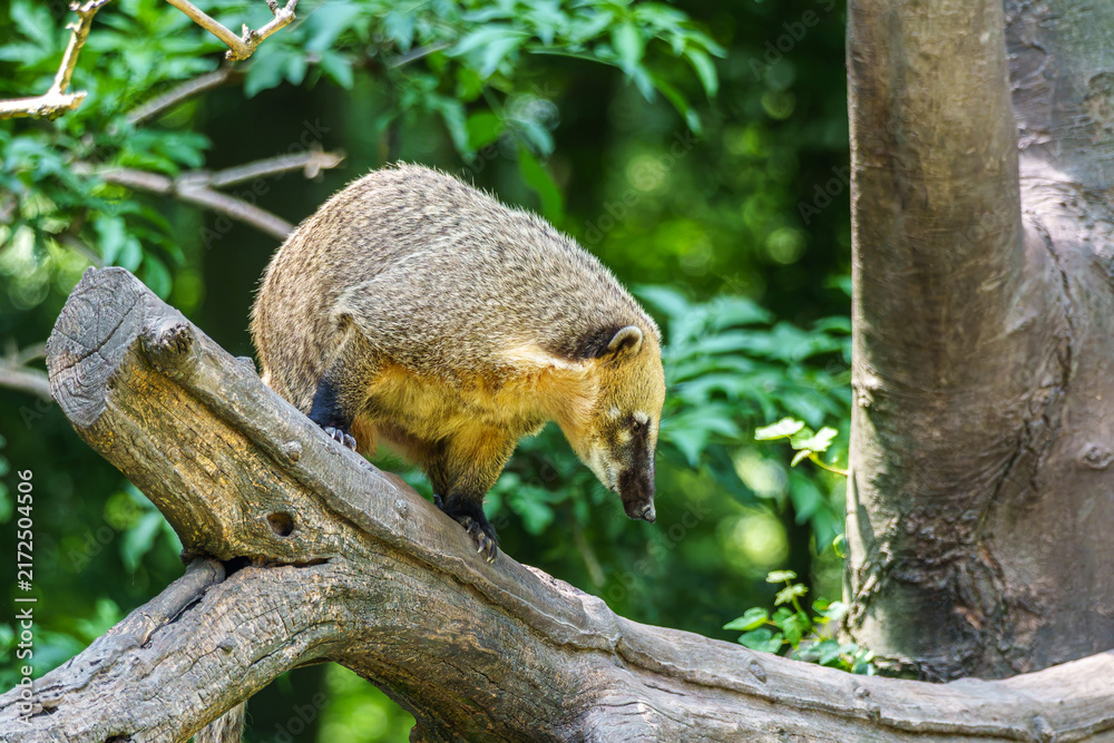Naklejka premium South American coati, Nasua nasua is a coati species from tropical and subtropical South America.