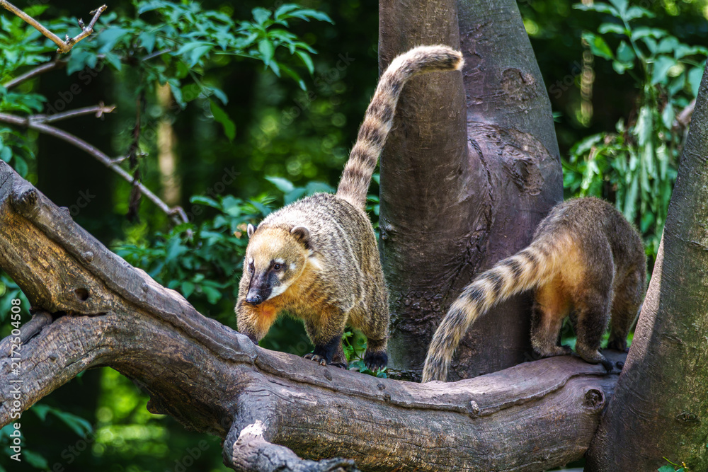 Naklejka premium South American coati, Nasua nasua is a coati species from tropical and subtropical South America.