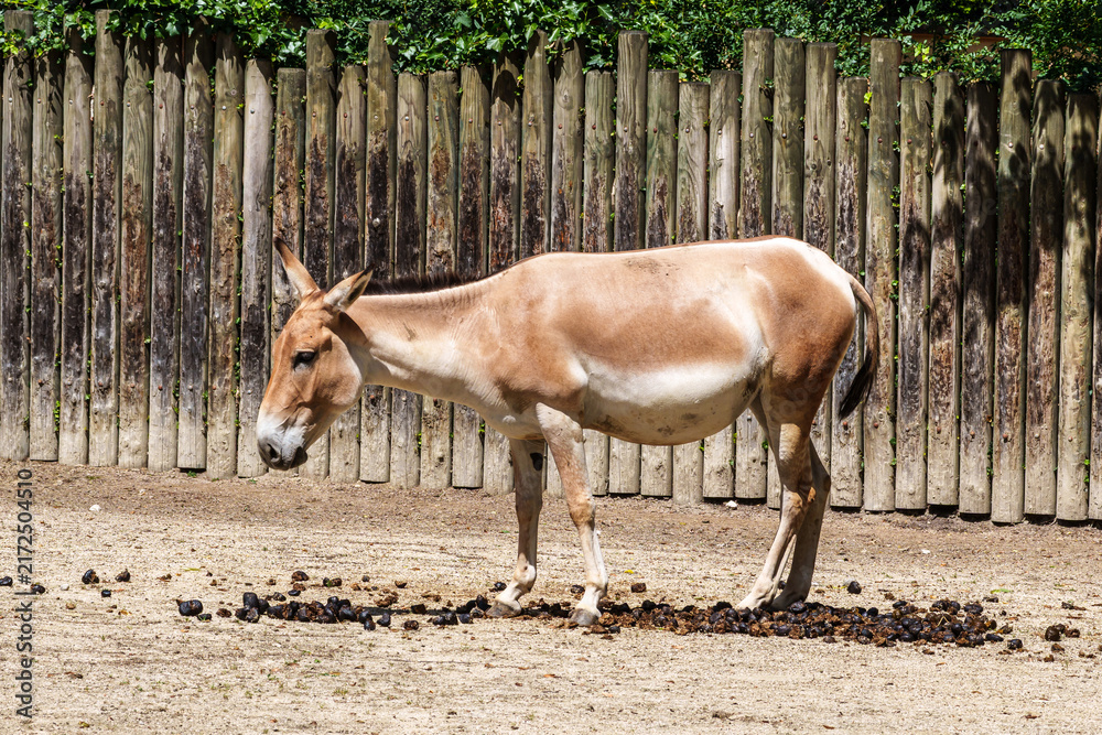 Obraz premium Persian onager, Equus hemionus onager. Captive-born animals that are extremely rare due to near extinction in the wild.