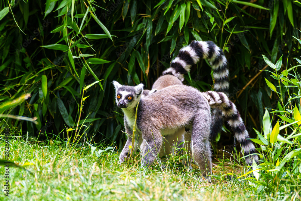 Naklejka premium The ring-tailed lemur,Lemur catta with white ringed tail is the most known lemur
