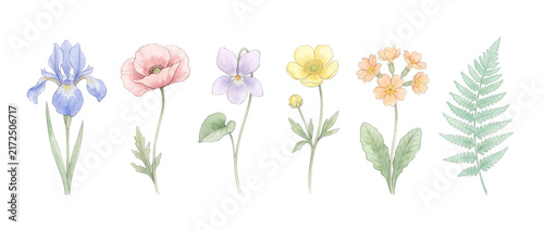 Watercolor Wildflower Botanical Illustration Set featuring blue iris, pink poppy, purple violet, yellow buttercup, primrose and green fern isolated on a dark black background for vintage floral design