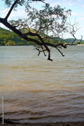 Overhanging tree branch with leaves above a murky river. Green hills in the background. Natural landscape, calm water.