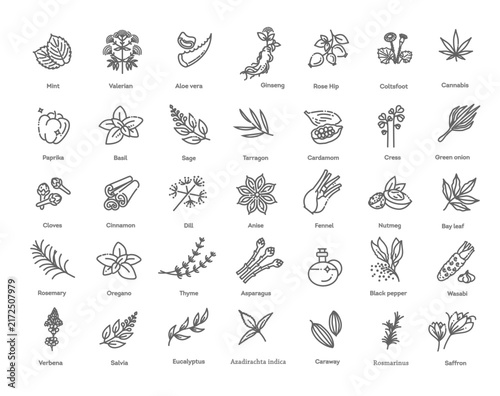 Condiment and herbs icons set