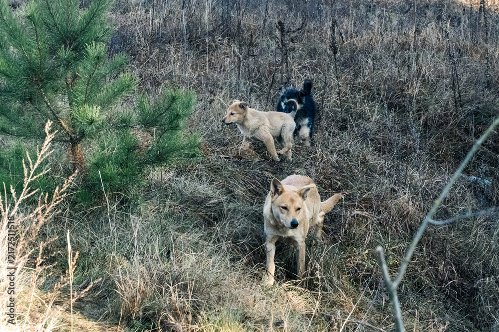 Obraz premium Cute stray puppies playing in a dry grass field
