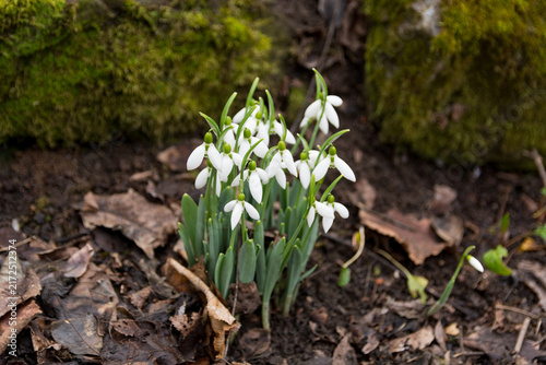 Cluster of blooming white snowdrops growing through dry autumn leaves in a spring forest

