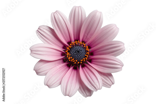 Pink Daisy Flower with Dark Blue Center