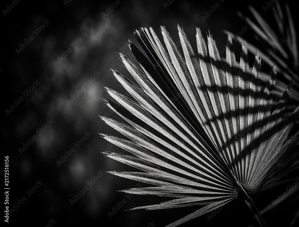 Obraz premium Dramatic close-up black and white image of a dried palm frond. Fine striped texture stands out against dark abstract bokeh background. Nature art details.