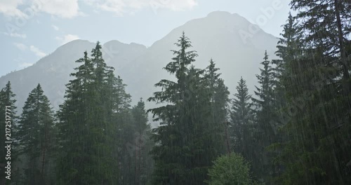 Summer rain falling over pine trees in the dolomites