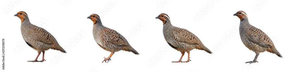 Fototapeta premium Grey Partridge Standing Bird Set Isolated on White Background