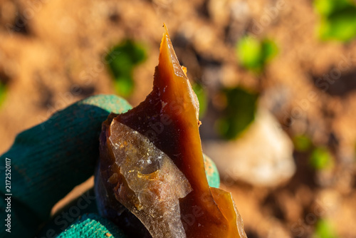 Obraz na plátne Razor-sharp translucent chalcedony shard held in a gloved hand, mineral find dis