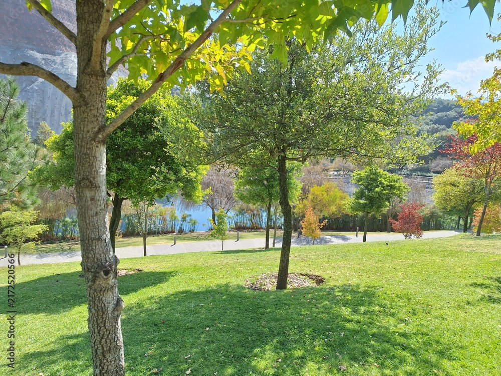 Obraz premium trees in the park