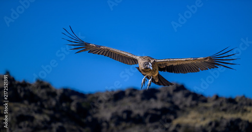 Condor Flying under a blue sky