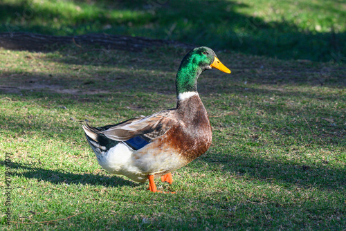 Rouen Duck (Anas platyrhynchos domesticus) on grass