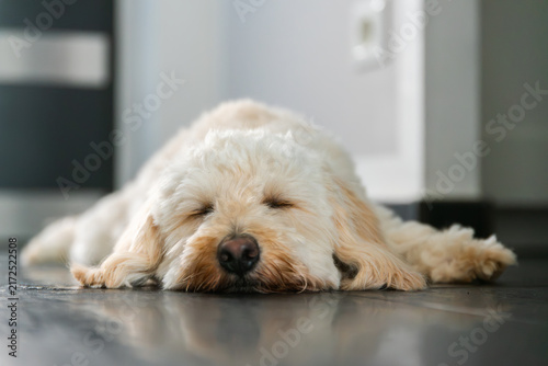 A Cute Cream-Colored Maltipoo Puppy Sleeping Peacefully on a Polished Dark Floor in a Bright Modern Interior