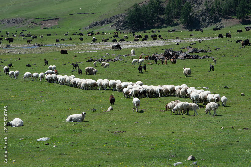 Fototapeta premium Long line of sheep moving across the steppe, Orkhon Valley, Mongolia