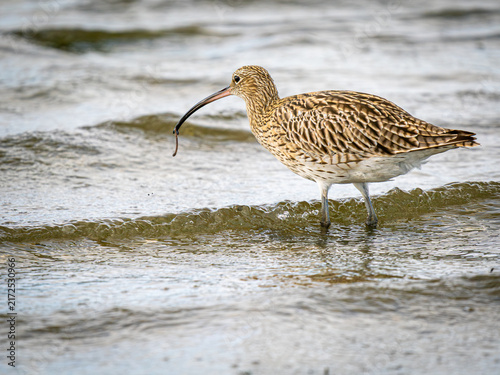 фотографія Curlew feeding on worm in shallow coastal water