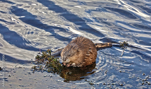 Muskrat in Gem Lake, Rocky Mountain National Park, Colorado