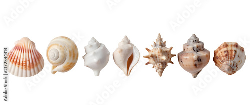 seashells on white background