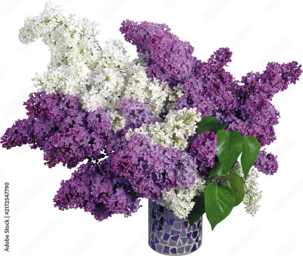 Obraz premium Close-up of a blooming lilac flower cluster with deep purple blossoms