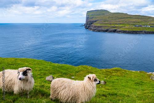 Two horned sheep standing in foreground on grassy clifftop, deep blue ocean and massive sea cliff headland in background, Faroe Islands, Denmark