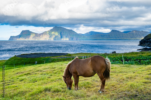 Fotografie Brown horse grazing on a green pasture near the coast, with open ocean waters an