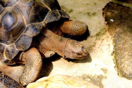 Fotografía The turtle's shell is a vital part of its skeleton, primarily serving as natural protection against predators